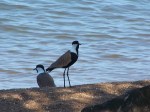 Spur-winged Plover